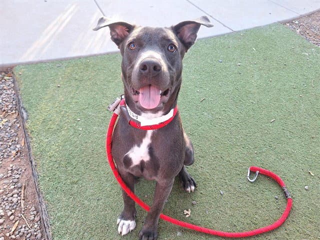 Hexagon - American Pit Bull Terrier