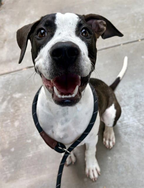 Popeye - American Pit Bull Terrier