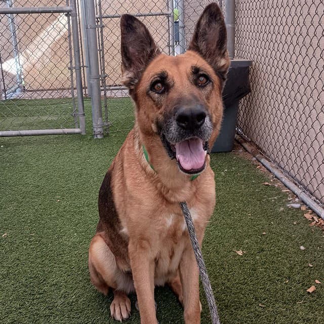 Zona - German Shepherd Dog
