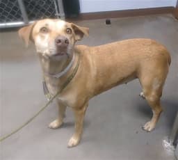Roxy image 1
