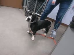 Buster image 1