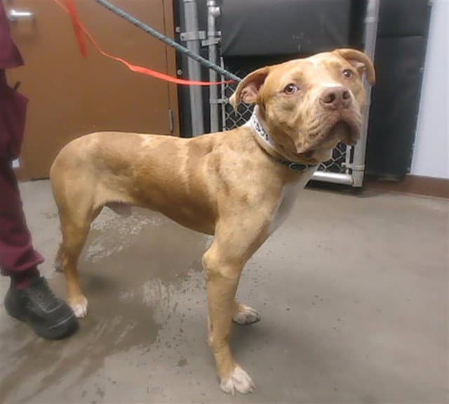 Bear - American Pit Bull Terrier
