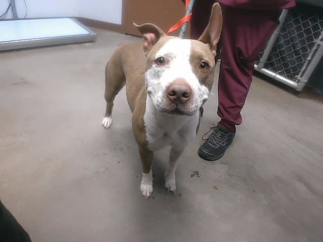 Zelda - American Pit Bull Terrier