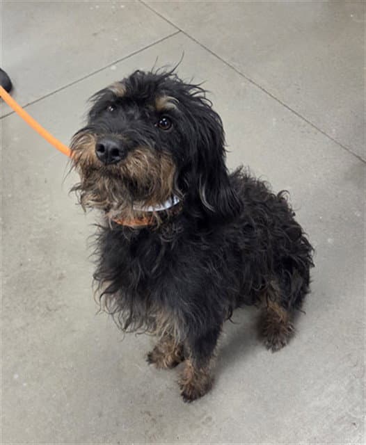 Scruff - Poodle (Standard)