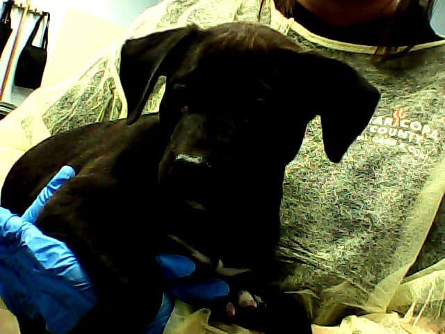 Charcoal - Labrador Retriever