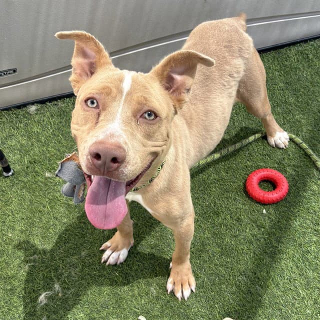 Simba - American Pit Bull Terrier