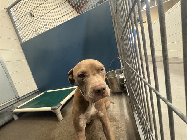 Flint - American Pit Bull Terrier