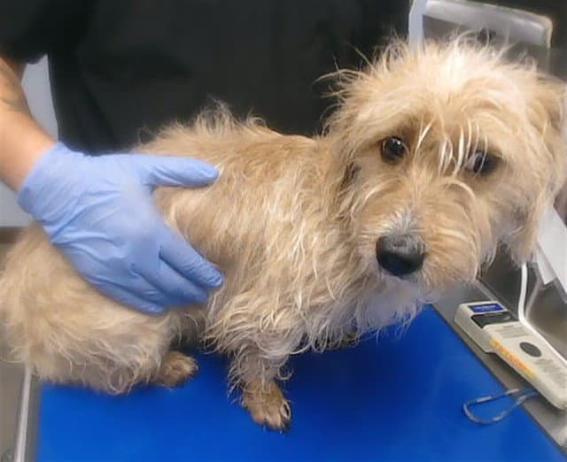 Remo - Cairn Terrier