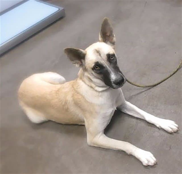 Reindeer - Belgian Shepherd Malinois