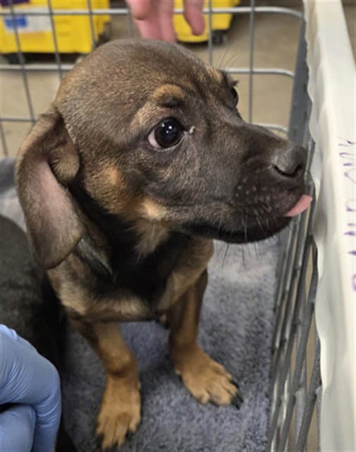 Rip - Dachshund