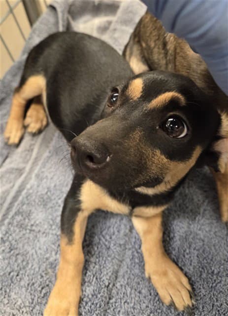 Beth - Dachshund