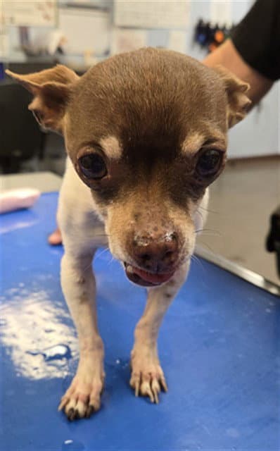 Mr Deeds - Chihuahua