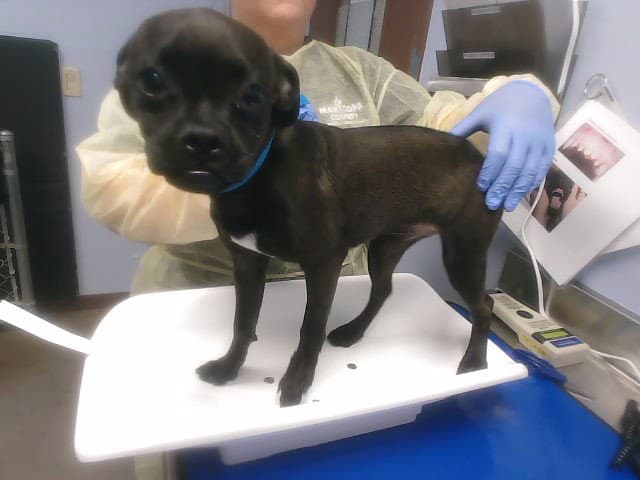 Robo - Pug