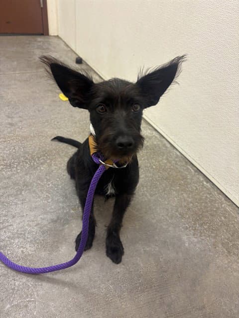 Juliette - Schnauzer