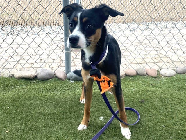 Sprinkles - Jack Russell Terrier (Parson Russell Terrier)