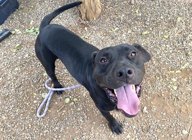 Genesis - American Pit Bull Terrier