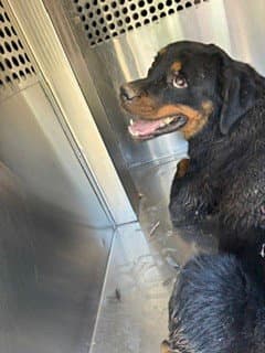 Ving - Rottweiler