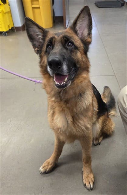 Ballerina - German Shepherd Dog
