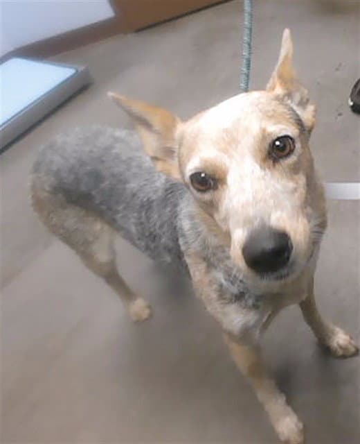 Daisy - Australian Cattle Dog/Blue Heeler