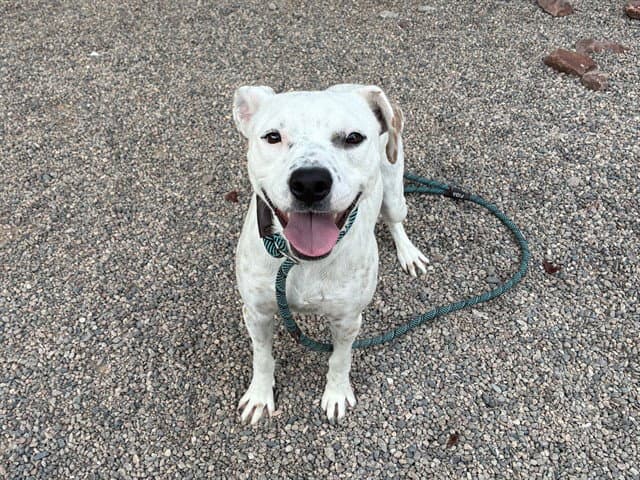 Milkshake - Australian Cattle Dog/Blue Heeler
