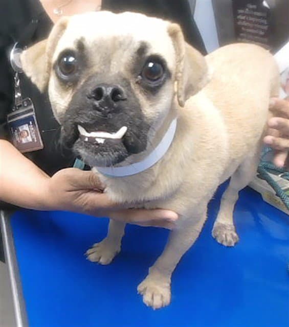 Fabio - Pug