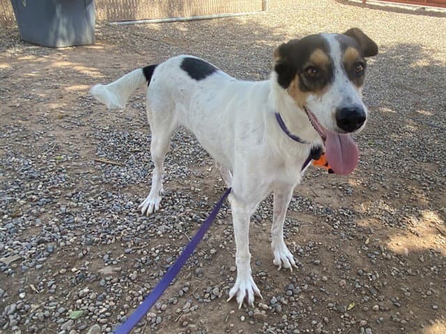 Charming - Border Collie