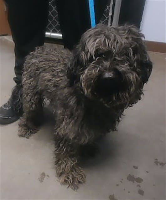 Moe - Poodle (Miniature)