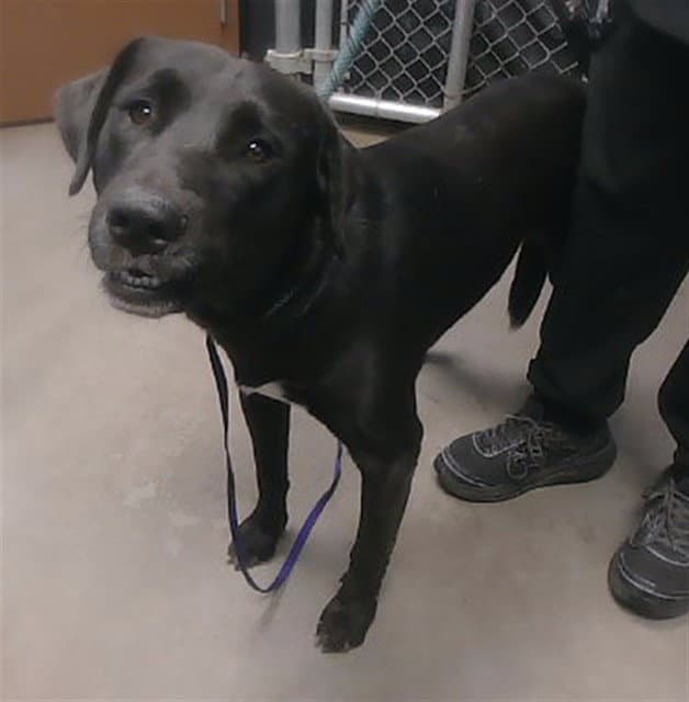 Seabiscuit - Labrador Retriever