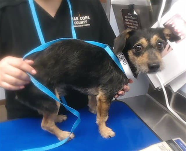 Krunk - Rat Terrier
