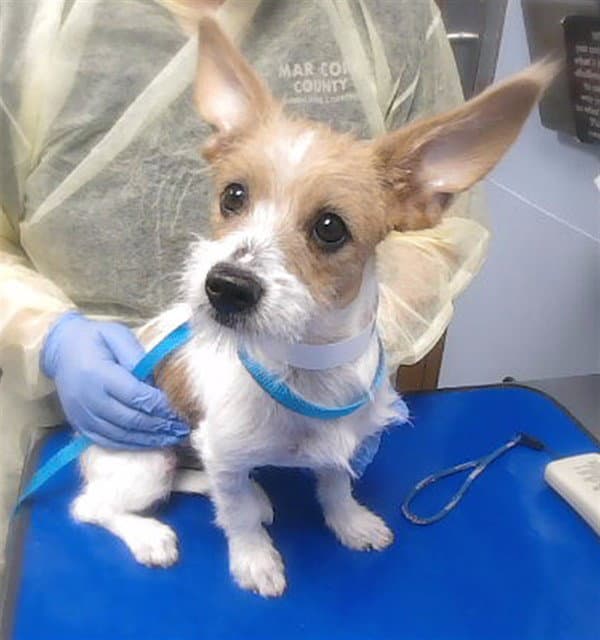 Dodger - Rat Terrier