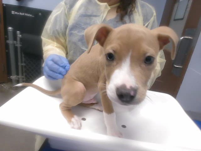 Cobbler - American Pit Bull Terrier