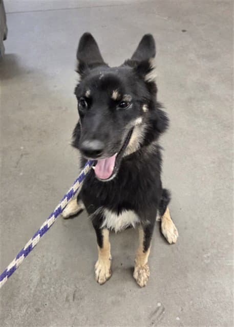 Ms Bossy - German Shepherd Dog