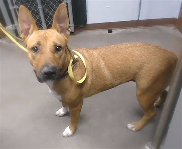 Karma - Dutch Shepherd
