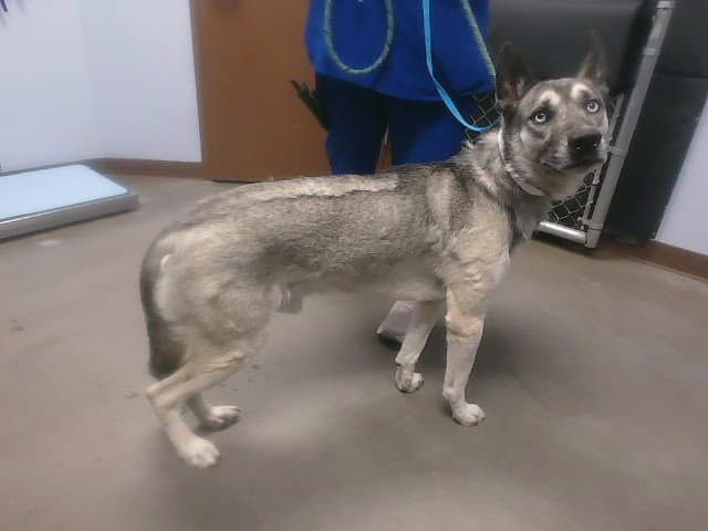 Max - Husky