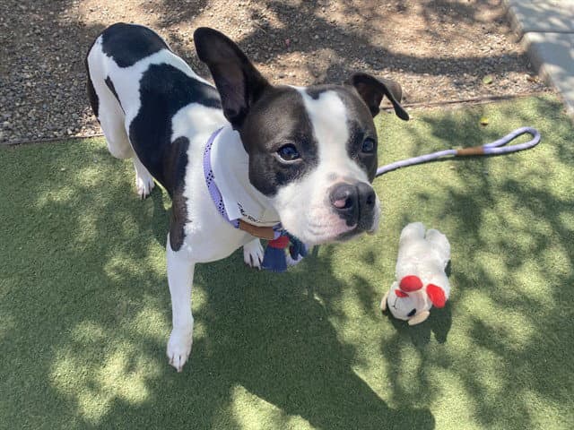 Tink - American Staffordshire Terrier