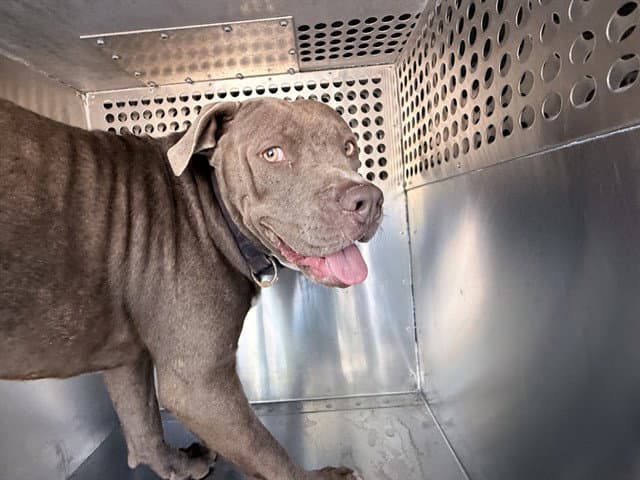 Dutch - American Pit Bull Terrier