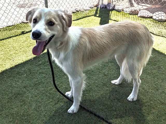 Phoenix - Border Collie