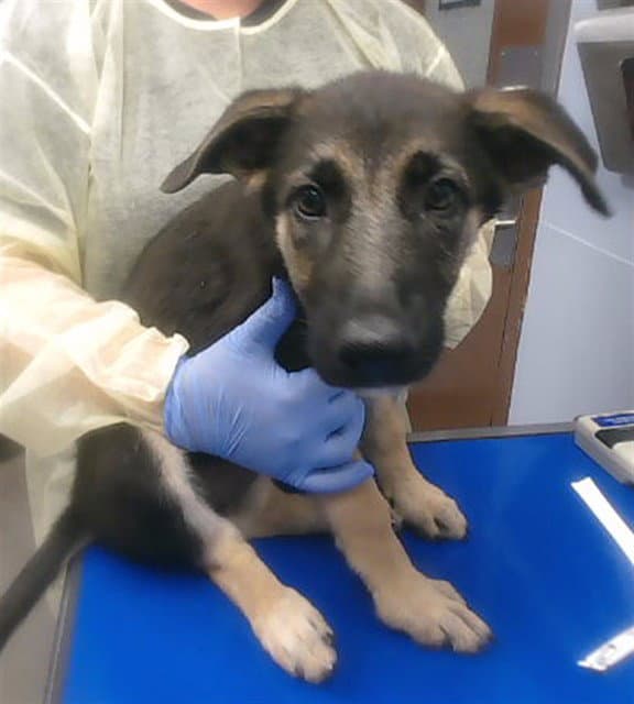 Maeve - German Shepherd Dog