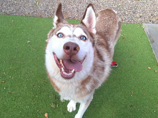 Root Beer - Husky
