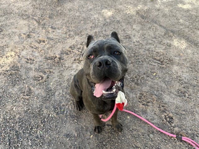 Cilantro - Cane Corso Mastiff