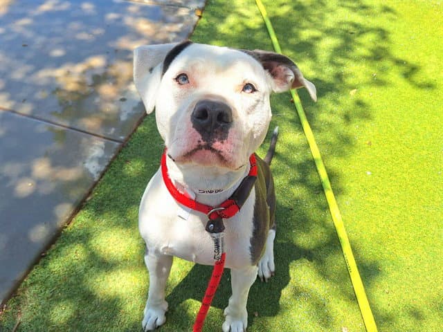 Lilac - American Pit Bull Terrier