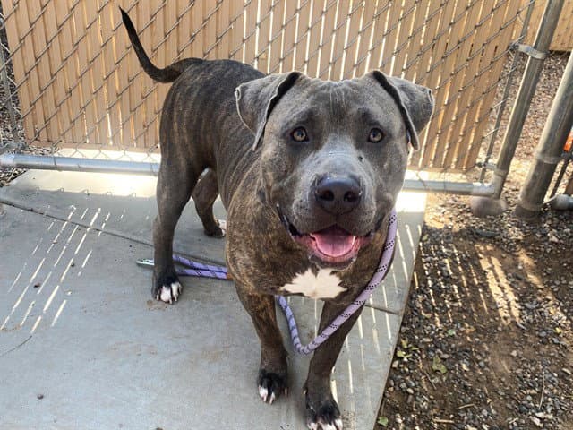 Midas - American Pit Bull Terrier