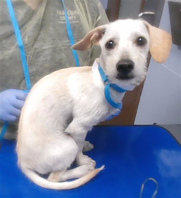 Barley - Rat Terrier