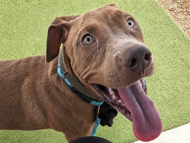 Butterball - American Pit Bull Terrier