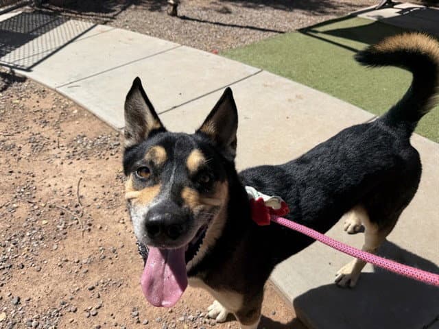 Baxter - Shiba Inu