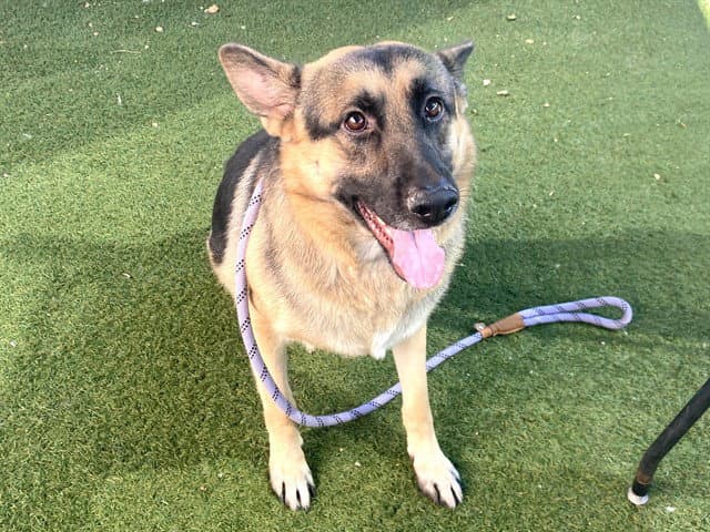 Blue - German Shepherd Dog