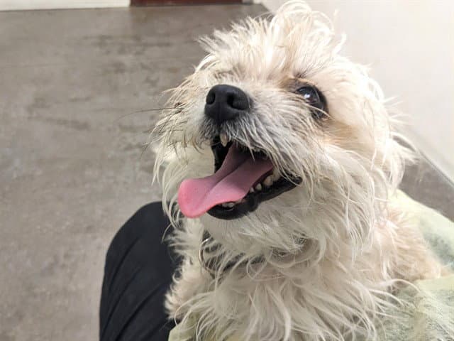 Eros - West Highland White Terrier Westie
