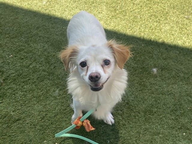 Peaches - Chihuahua