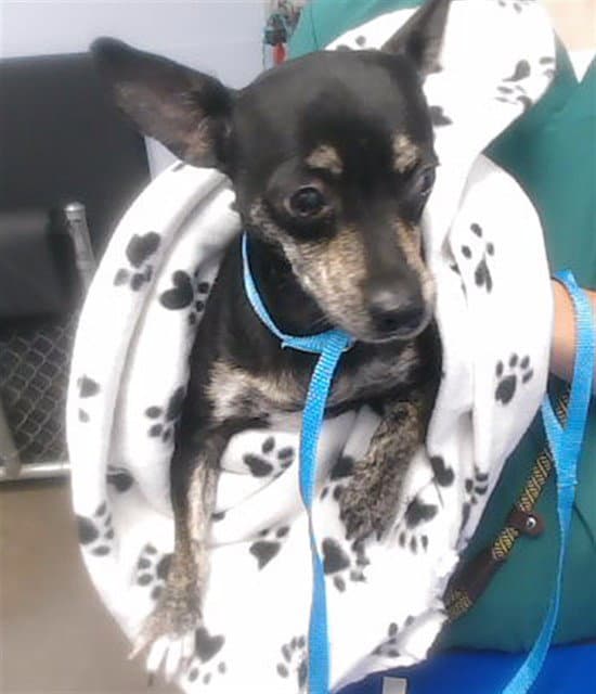 Iris - Chihuahua
