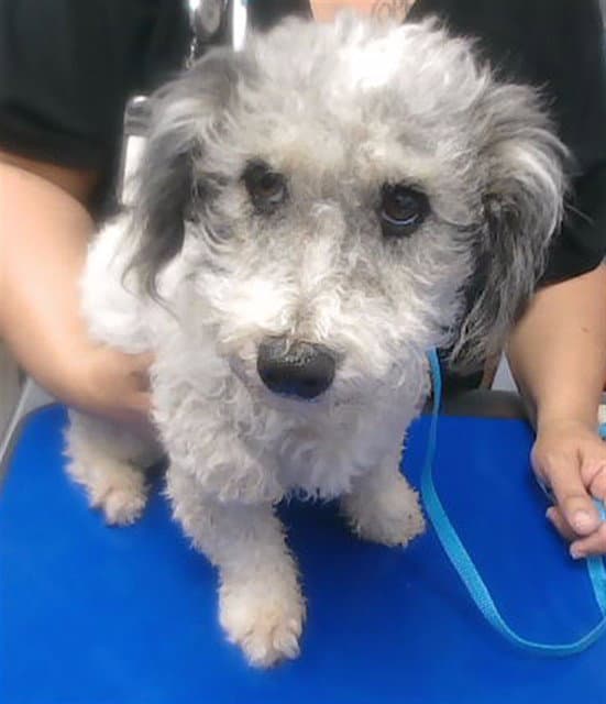 Faith - Poodle (Miniature)